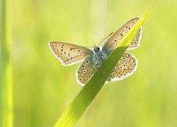 Motyl, Źdźbło, Trawy, Modraszek ikar