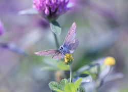Modraszek na kwiatach lucerny nerkowatej