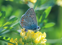 Motyl, Modraszek ikar, Samica, Owad