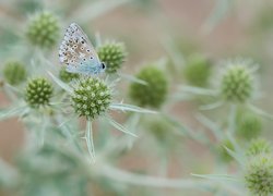 Motyl, Modraszek ikar, Mikołajki płaskolistne