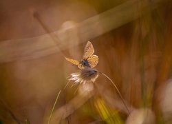 Motyl, Modraszek, Źdźbło, Trawy