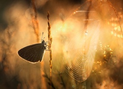 Modraszek na źdźble trawy i pajęczyna w blasku słońca