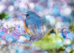 Modraszek zwyczajny na kwiatach hortensji