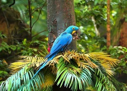 Papuga, Modroara hiacyntowa, Rośliny, Gałązki