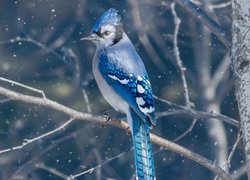 Ptak, Modrosójka błękitna, Gałęzie, Płatki, Śniegu
