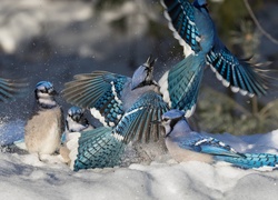 Modrosójki błękitne harcują w śniegu