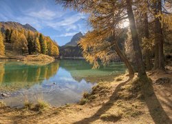 Jezioro Lai da Palpuogna, Góry, Alpy Retyckie, Modrzewie, Drzewa, Jesień, Kanton Gryzonia, Szwajcaria