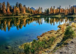 Jezioro, Lago Federa, Góry, Jesień, Drzewa, Żółte, Modrzewie, Włochy