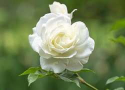 Mokra biała róża