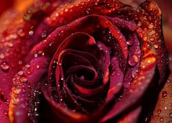 Mokra czerwona róża w zbliżeniu