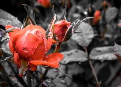 Mokra czerwona róża z pąkiem