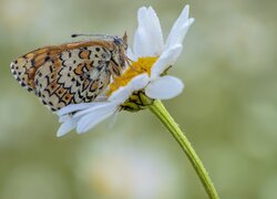 Motyl, Przeplatka febe, Kwiat, Biały