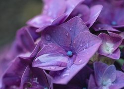 Mokre kwiaty fioletowej hortensji
