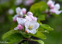 Mokre kwiaty jabłoni