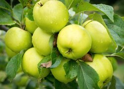 Mokre zielone jabłka