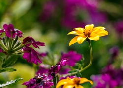 Kwiaty, Fioletowe, Żółty