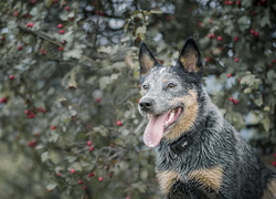 Mokry australijski pies pasterski - Australian Cattle Dog