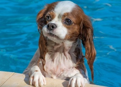 Pies, Kąpiel, Basen, Cavalier king charles spaniel