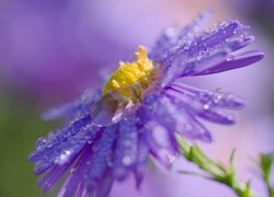 Mokry fioletowy aster