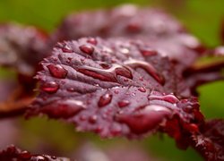 Mokry liść leszczyny purpurowej