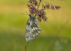 Polowiec szachownica, Motyl, Trawa