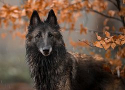 Mokry owczarek belgijski Tervueren