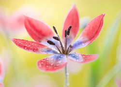 Mokry rozwinięty tulipan