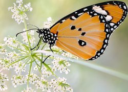 Monarcha złocisty na dzikiej marchwi