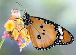 Monarcha złocisty na kwiatku