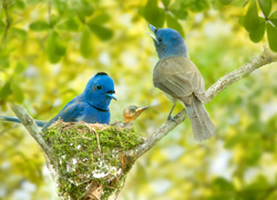 Niebieskie, Ptaki, Monarszyki hiacyntowe, Gniazdo, Pisklę