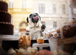 Pies, Mops, Język, Szyba