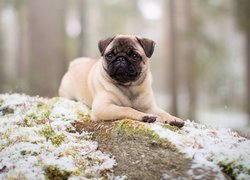 Mops na ośnieżonym wzniesieniu