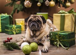 Mops obok prezentu i bombek