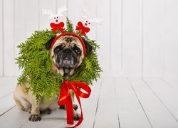 Mops w wianku z zielonych gałązek i opasce z reniferami