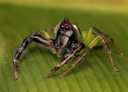 Mopsus mormon - australijski pająk