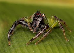 Pająk, Mopsus mormon, Liść, Zbliżenie