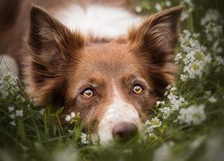 Pies, Mordka, Border collie, Kwiaty