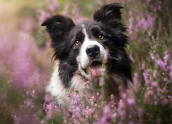 Pies, Border collie, Wrzosy