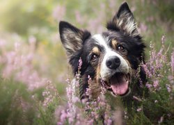 Pies, Border collie, Mordka, Wrzosy