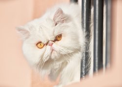 Mordka kota perskiego