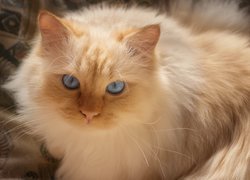 Kot, Rudo-biszkoptowy, Niebieskooki