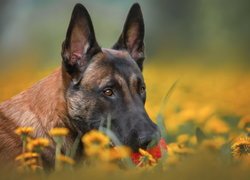 Pies, Mordka, Owczarek belgijski Malinois