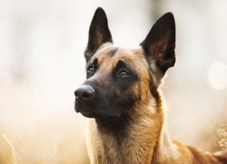 Pies, Owczarek belgijski malinois, Mordka