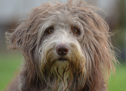 Mordka psa bearded collie