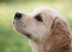 Pies, Mordka, Szczeniak, Golden retriever