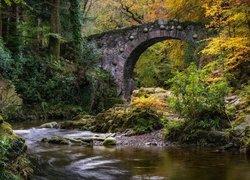 Las, Rzeka, Shimna River, Most, Foleys Bridge, Rośliny, Hrabstwo 
Down, Irlandia Północna