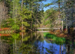 Most na rzece płynącej przez las