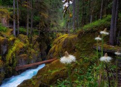 Stany Zjednoczone, Stan Waszyngton, Park Narodowy Mount Rainier, Las, Rzeka, Skały, Mostek