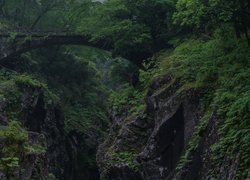 Most w leśnym wąwozie