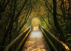 Jesień, Most, Drzewa, Liście